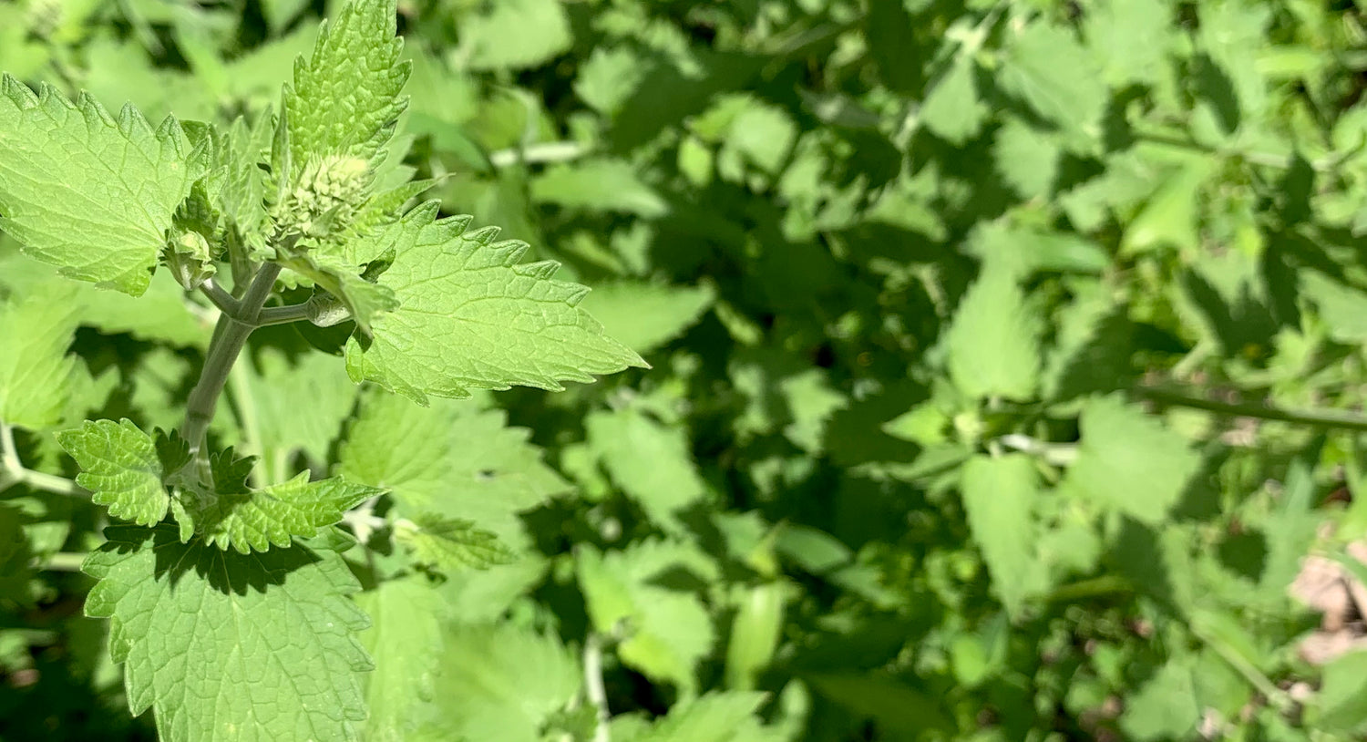 Organic catnip plants