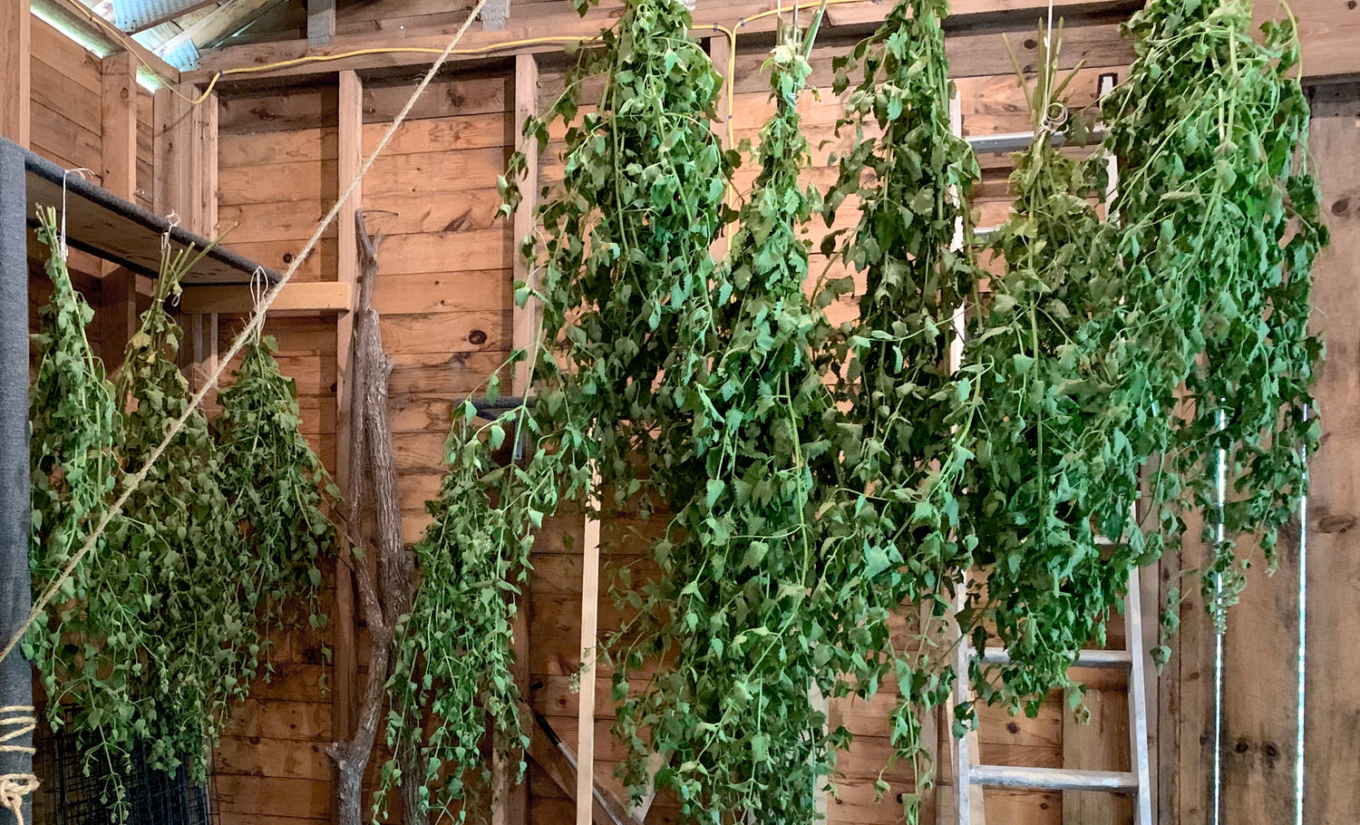 Organically grown catnip hanging upside down to dry