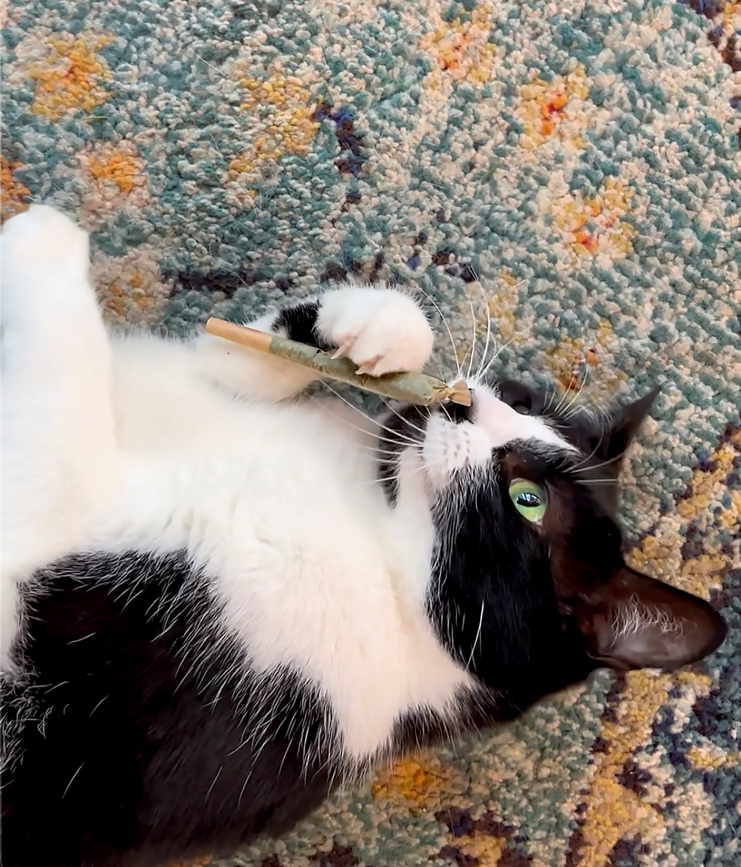 Cat on back sniffing a catnip joint, which is a cat toy