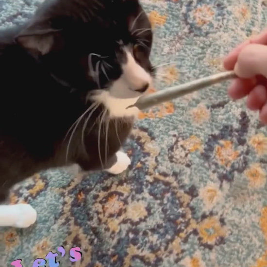 Video of cats playing with Catskill Meowtains Woodstock Weed catnip joints, which are cat toys.