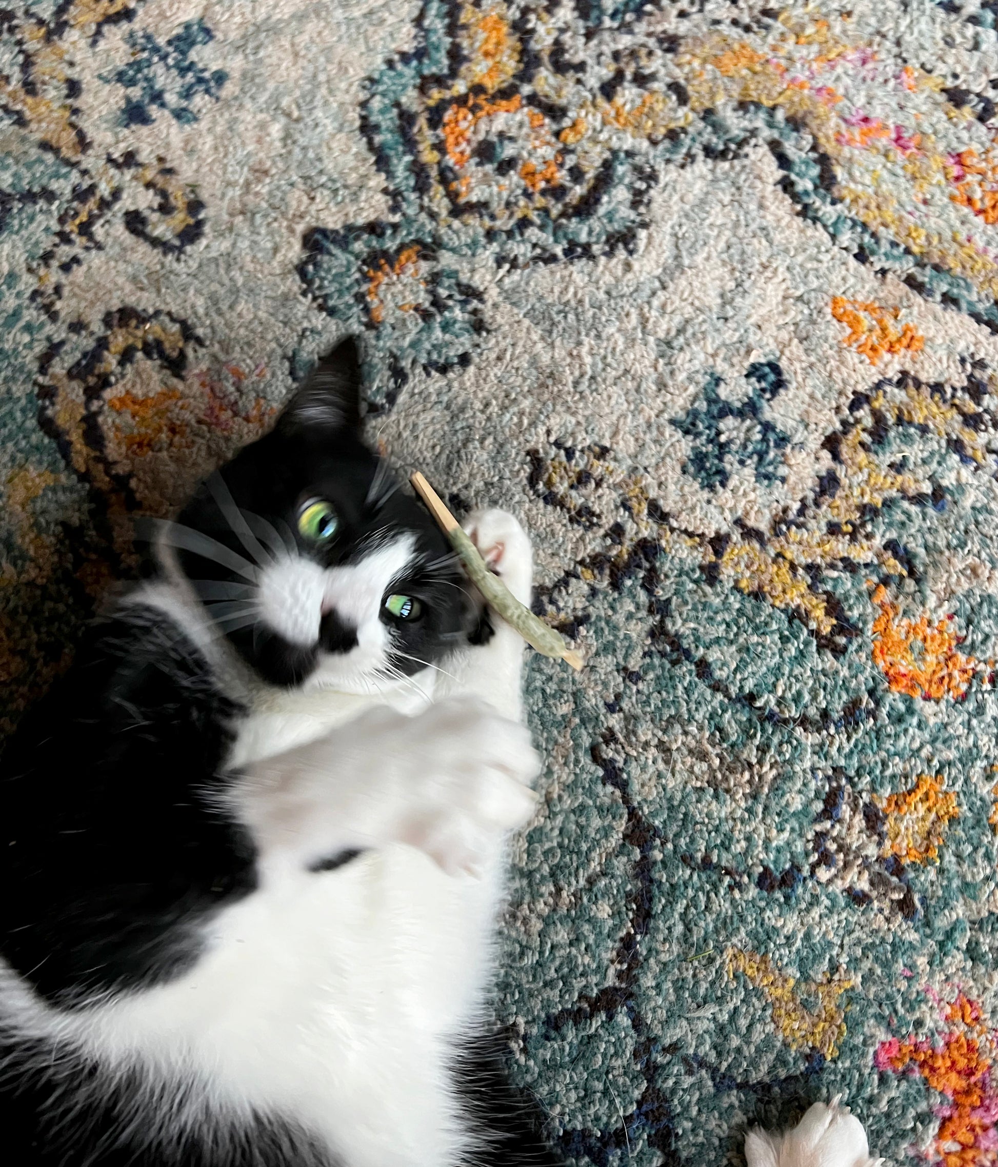 Cat playing with a Catskill Meowtains Woodstock Weed catnip joint, which is a cat toy