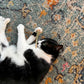 Cat playing with a Catskill Meowtains Woodstock Weed catnip joint, which is a cat toy
