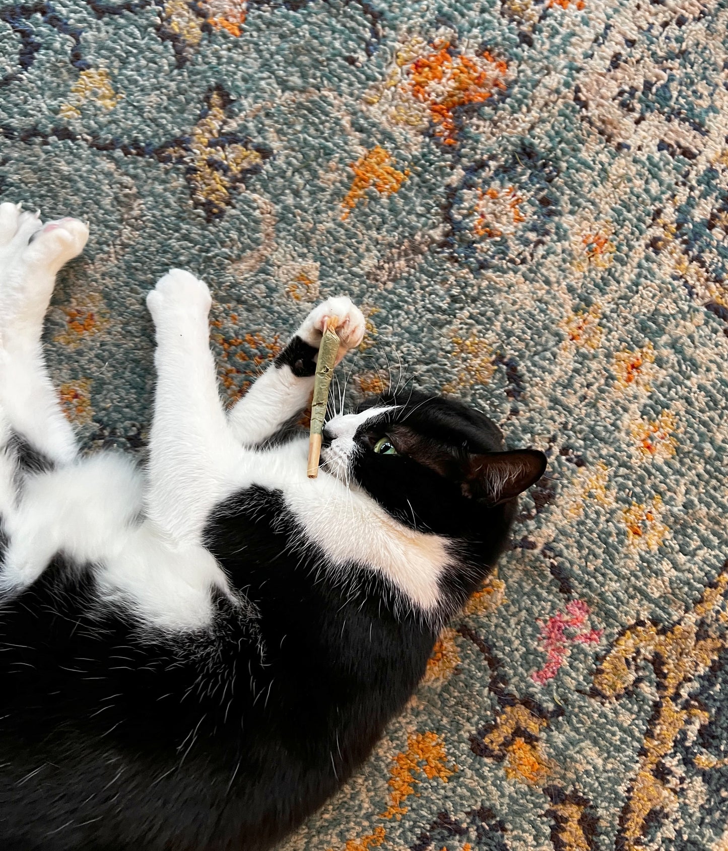 Cat playing with a Catskill Meowtains Woodstock Weed catnip joint, which is a cat toy