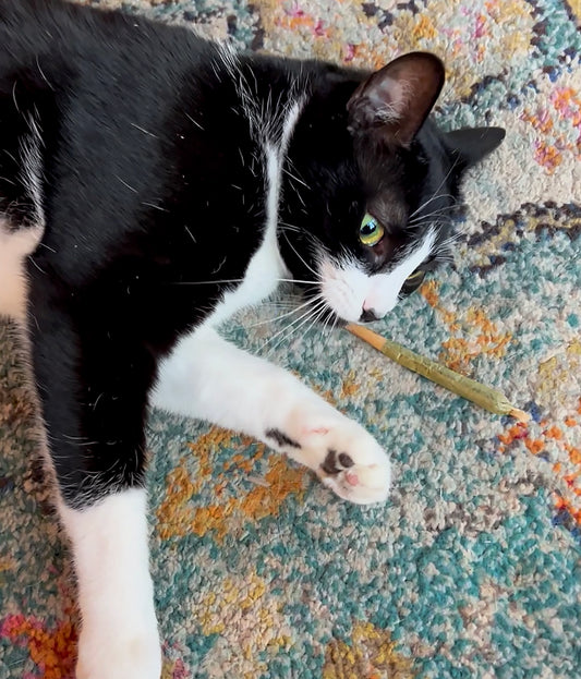 Cat playing with a Catskill Meowtains Woodstock Weed catnip joint, which is a cat toy